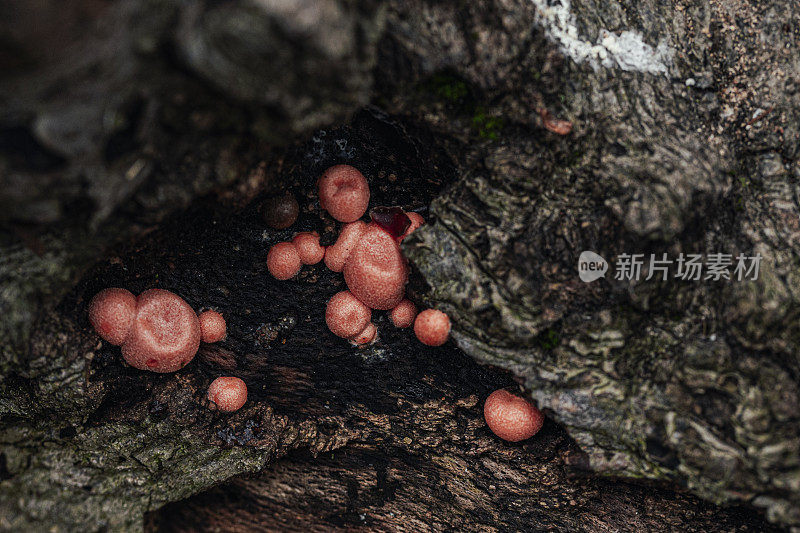 Lycogala epidendrum